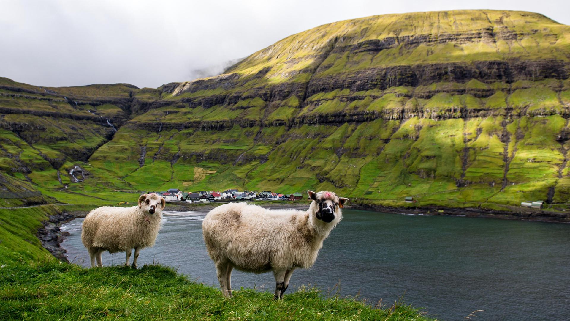 Färöer-Inseln: Schafe stehen in der Nähe der Gemeinde Tjornuvik an einem Hang. Die autonome, zu Dänemark gehörende Inselgruppe Färöer liegt im Nordatlantik zwischen Island, Schottland und Norwegen.