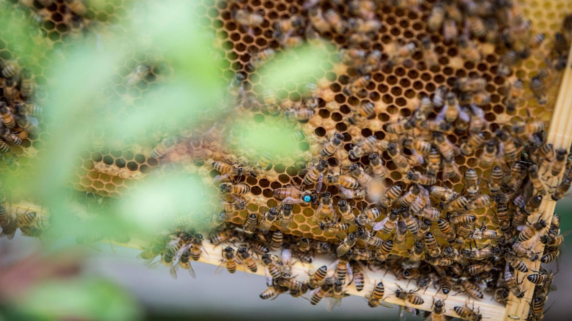 Eine Wabe mit einem Bienenvolk. Die Königin ist an dem blauen Punkt auf dem Rücken zu erkennen und größer als die anderen Bienen.