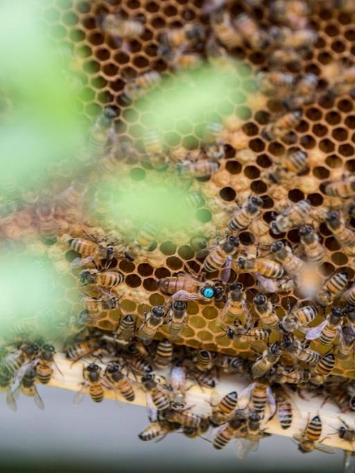 Eine Wabe mit einem Bienenvolk. Die Königin ist an dem blauen Punkt auf dem Rücken zu erkennen und größer als die anderen Bienen.