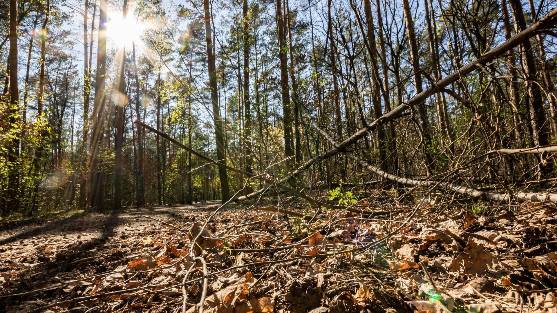 Die Sonne strahlt durch Bäume in einem Waldstück.