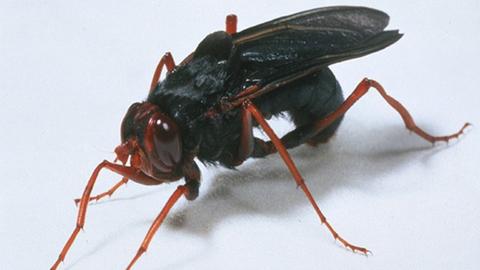 Gyrostigma rhinocerontis - Nashorn-Dasselfliege