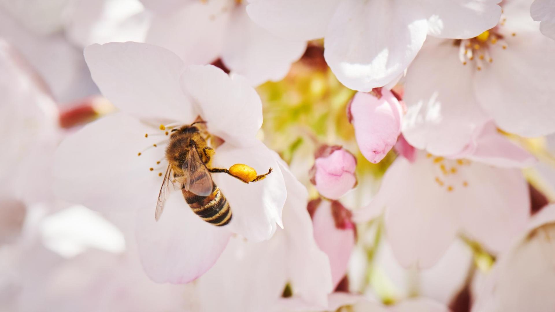 Eine Biene sammelt Blütenstaub aus einer Mandelblüte.