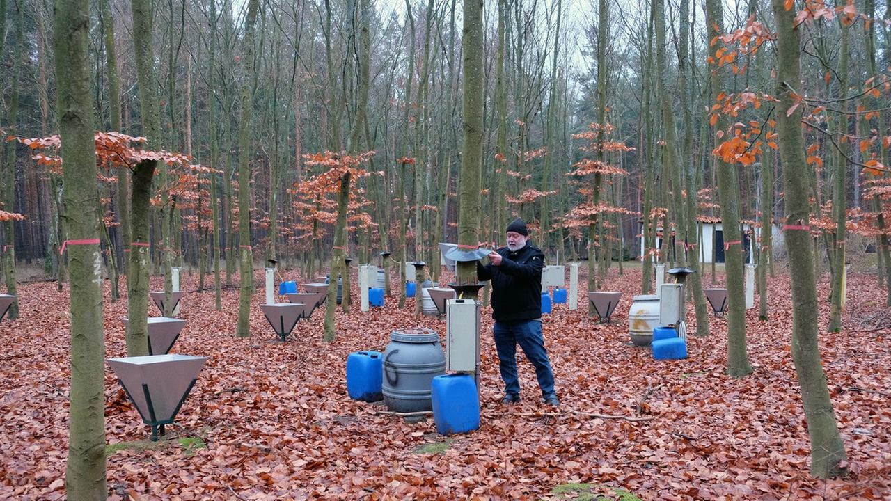 Welche Folgen der Hitzesommer 2018 auf die Bäume im Britzer Wald hat, Forstökologen in Eberswalde bei Berlin