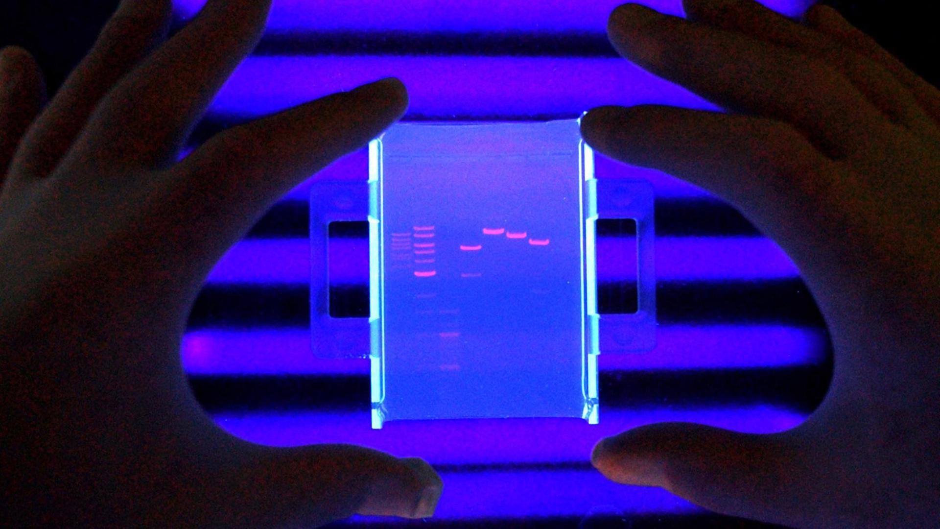 Ein Wissenschaftler bei Sereno untersucht unter UV-Licht einen Gentest. Auf einer Gelelektrophoreseplatte sind einzelne Streifen zu erkennen.