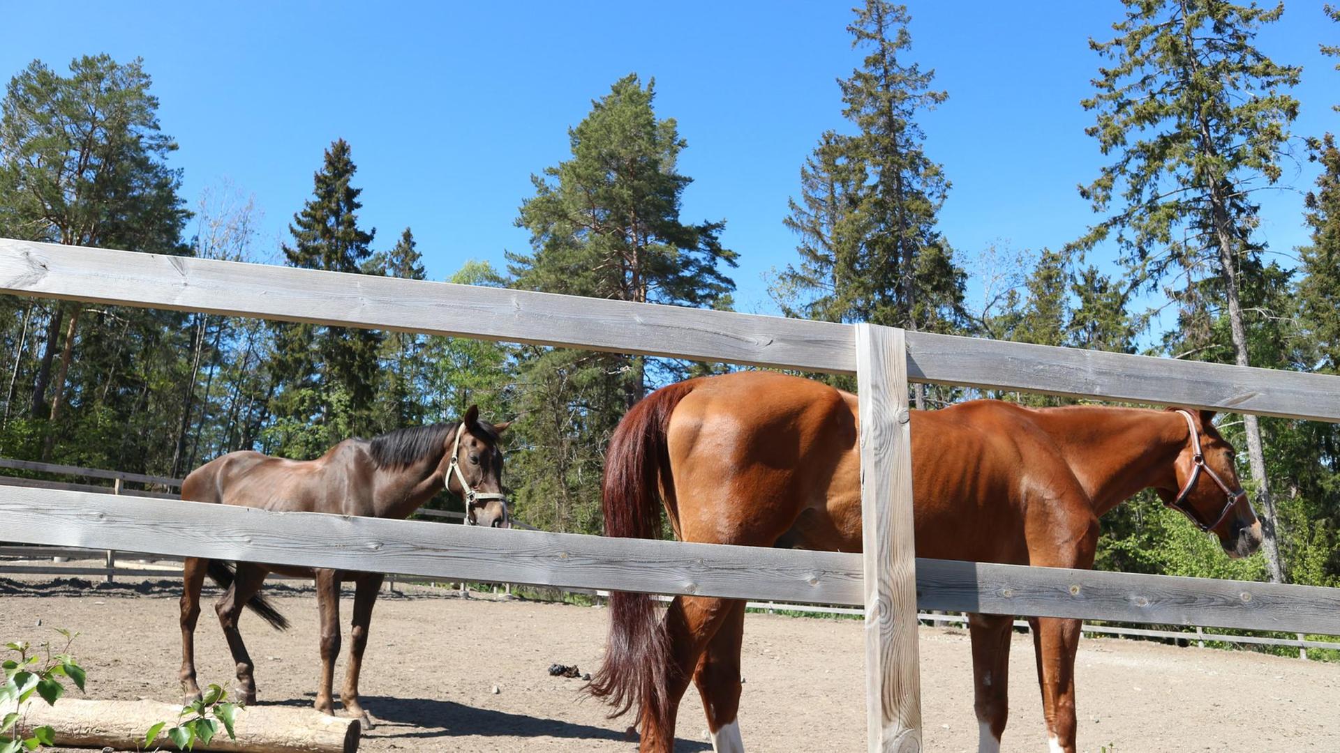 Mehrere Pferde der Reitschule in Mälarhöjden am Rand von Stockholm haben im vergangenen Jahr Gewicht verloren, weil die Ernte qualitativ unterschiedlich ausfiel.