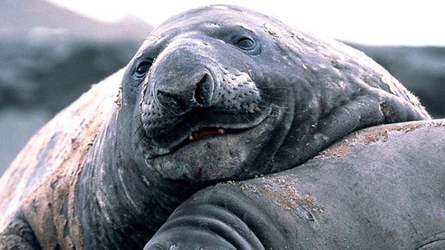 Zwei südliche See-Elefanten