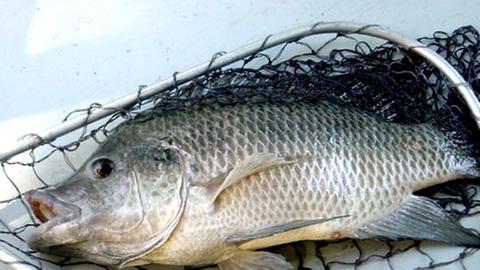 Der Fang vieler Fischarten ist auch in Europa inzwischen reguliert.