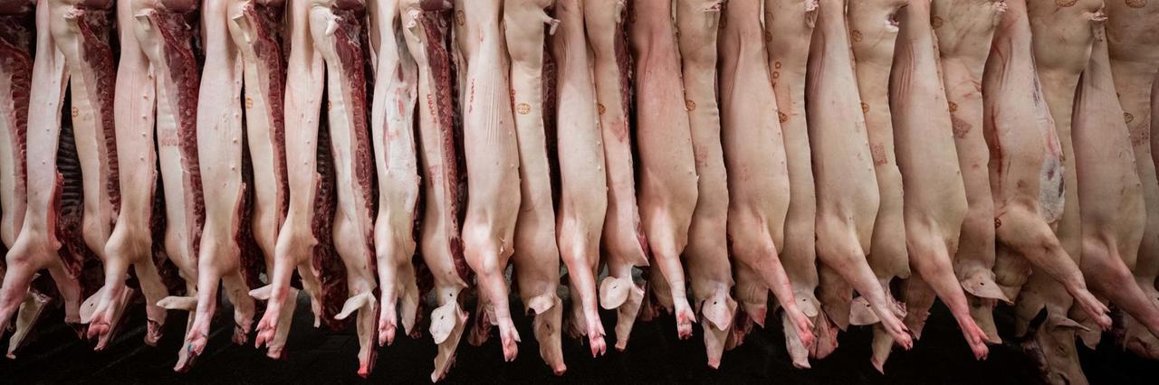 Halbierte Schweine hängen im Schlachthof Mohssen Assanimoghaddam/dpa | Verwendung weltweit