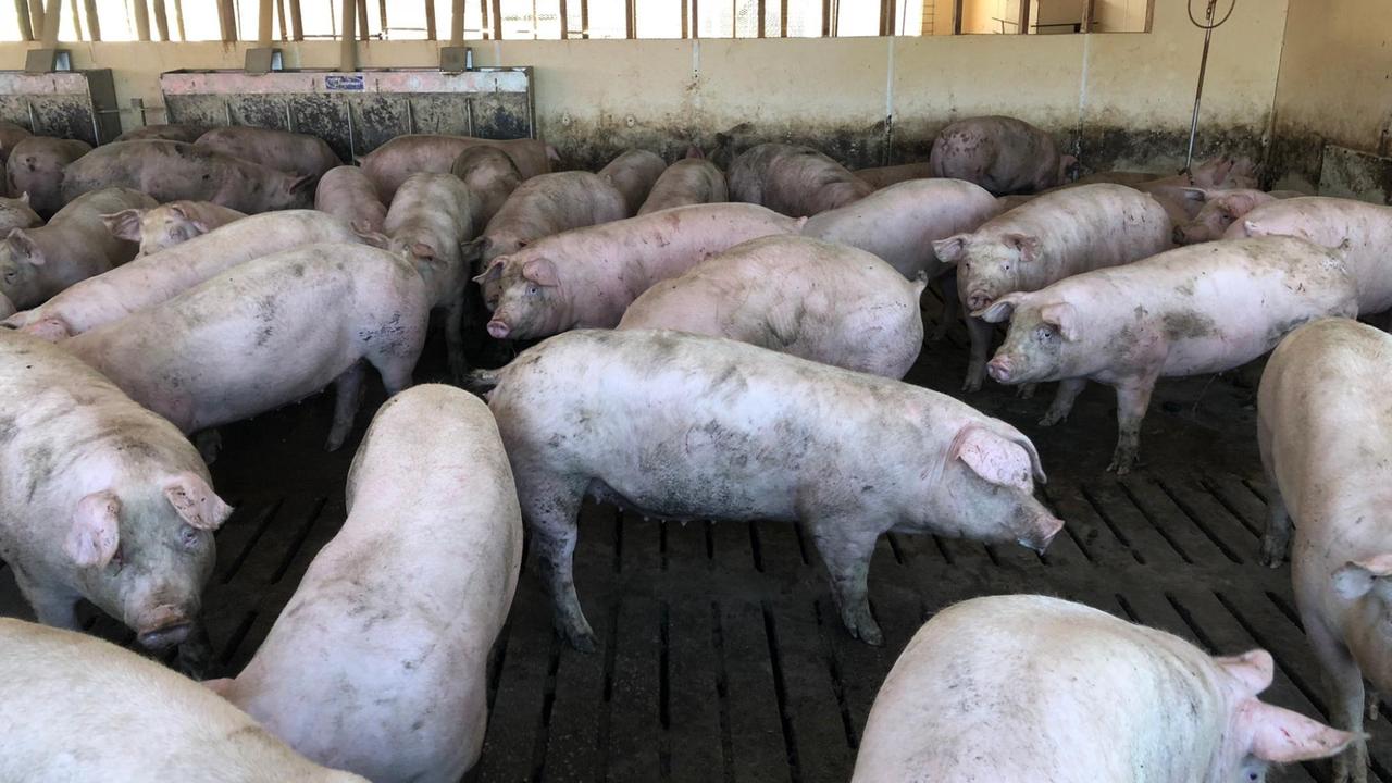 Schweinemast, Schweine, Weber's, John Weber, Iowa, USA