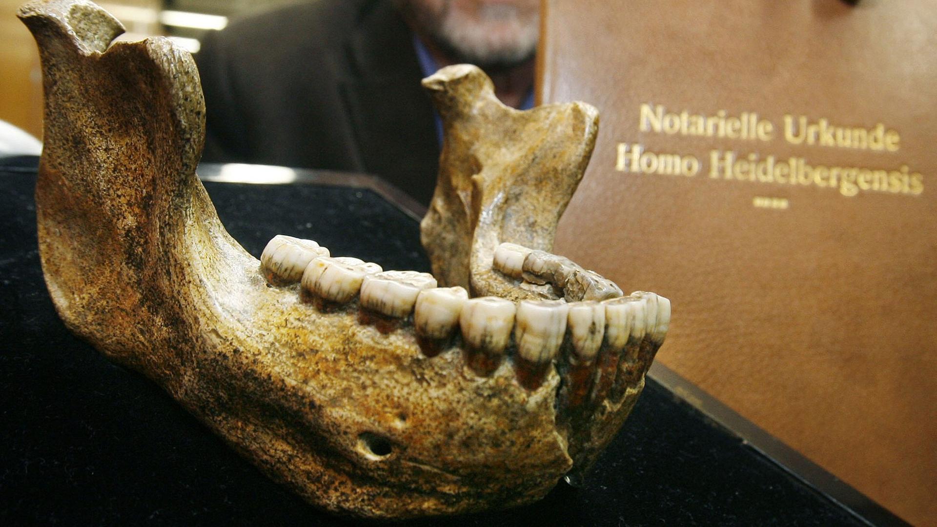 Unterkiefer des Steinzeitmenschen "Homo Heidelbergensis"
