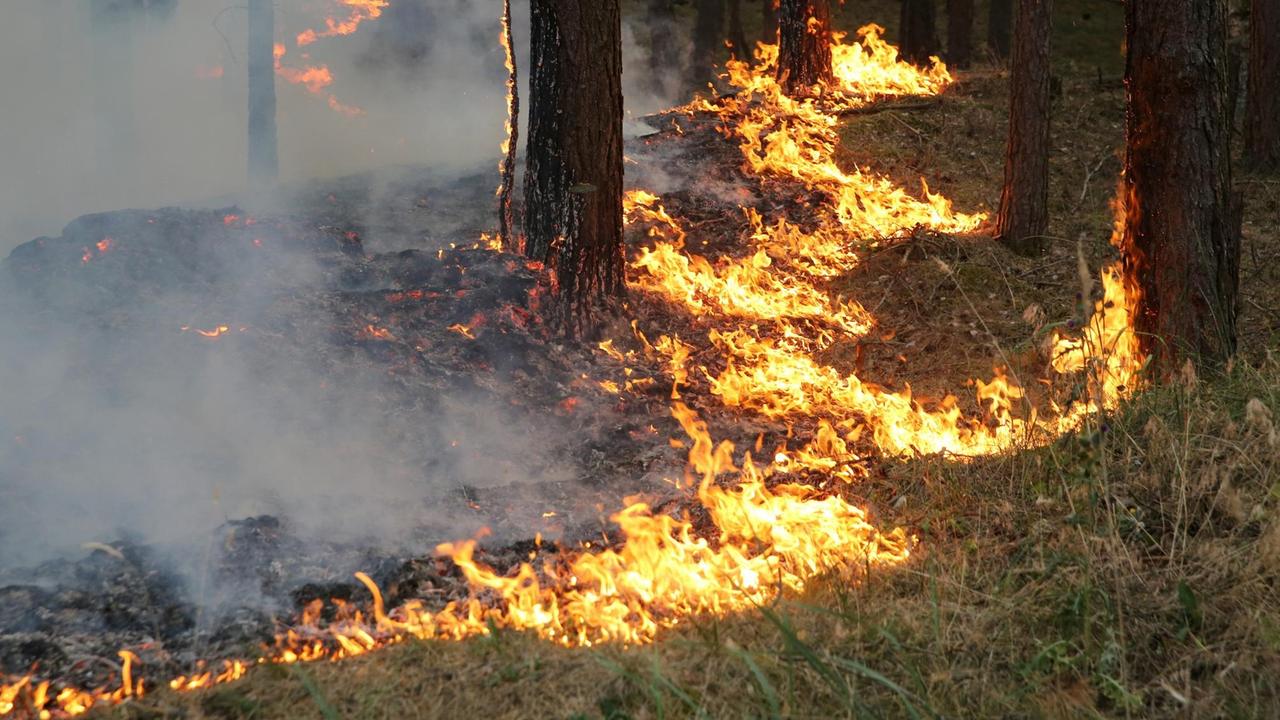 Der Waldbrand bei Lübtheen breitet sich aus 