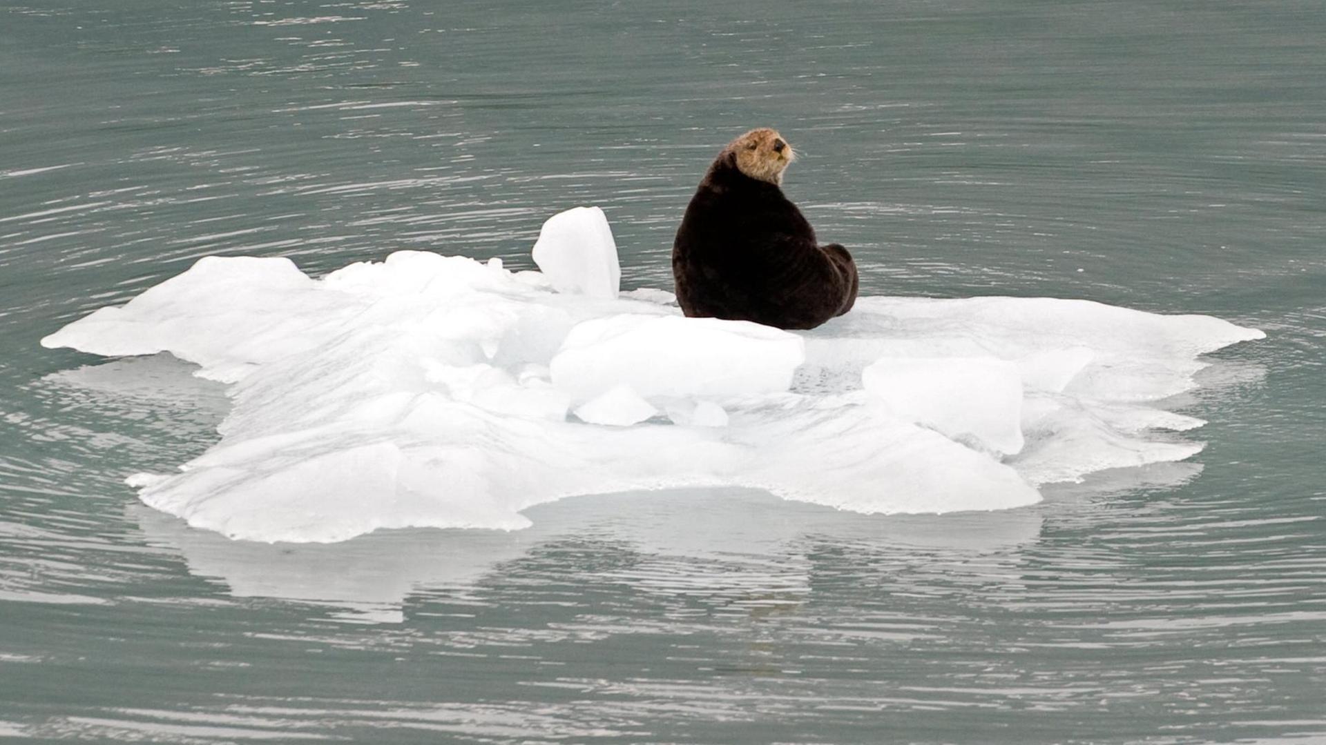 Sie sehen einen See-Otter auf einer Eis-Scholle vor der Küste von Alaska.