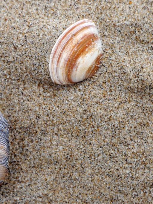 Zwei Muscheln im Sand.