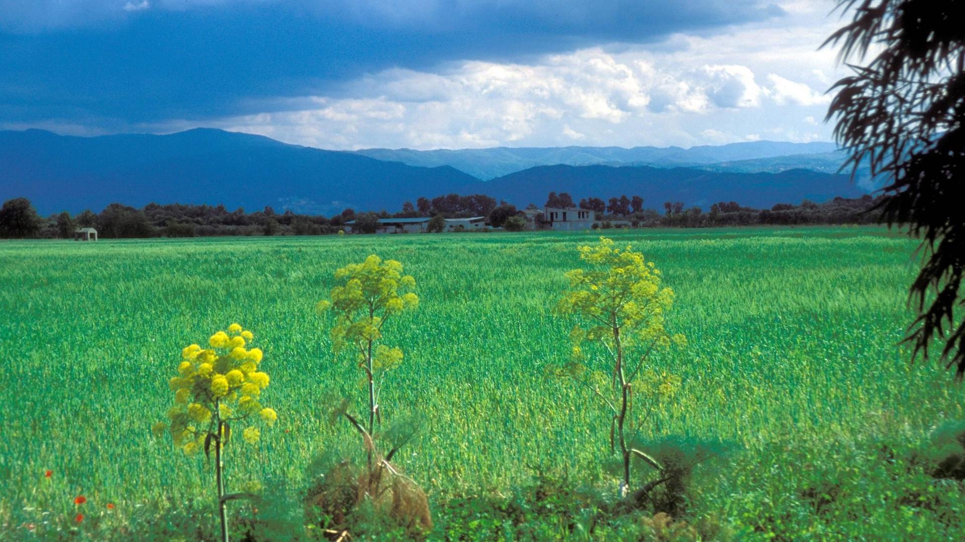 Ein malerisches Reisfeld im italienischen Kalabrien