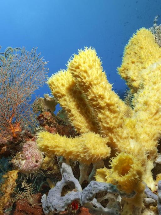 Korallenriff mit verschiedenen Schwämmen und Korallen, Great Barrier Riff, UNESCO-Weltnaturerbe, Pazifik in Australien
