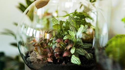 Ein Flaschengarten im Glas, ein kleines Biotop mit verschiedenen Pflanzen.