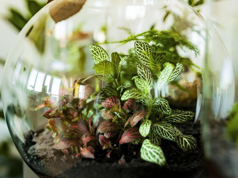 Ein Flaschengarten im Glas, ein kleines Biotop mit verschiedenen Pflanzen.