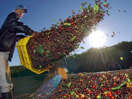 Ein Kaffeebauer schüttet gepflückten Kaffee auf den Feldern der Fazenda Lagoa im brasilianischen Bundesstaat Minas Gerais auf einen LKW.