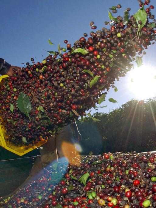 Ein Kaffeebauer schüttet gepflückten Kaffee auf den Feldern der Fazenda Lagoa im brasilianischen Bundesstaat Minas Gerais auf einen LKW.