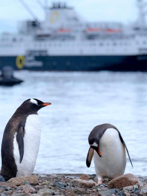 Zwei Pinguine stehen am Rand eines Gewässers, auf dem mehrere Boote fahren.