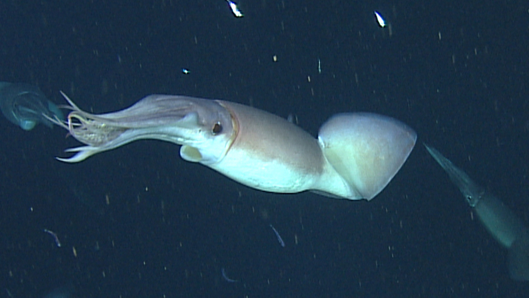 Ein Humboldt-Kalmar schwimmt etwa 200 Meter unter der Oberfläche der Monterey-Bucht.