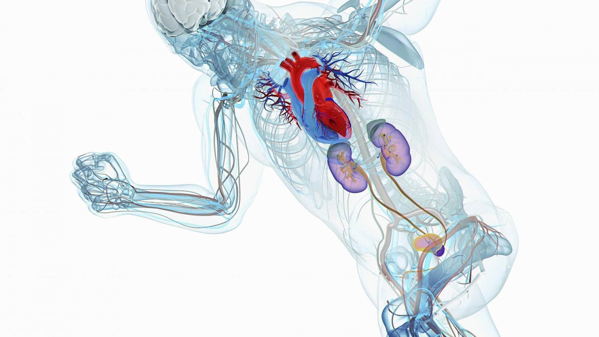 Männliches Anatomiemodell eines Läufers mit Gehirn, Herz, Niere und Blase