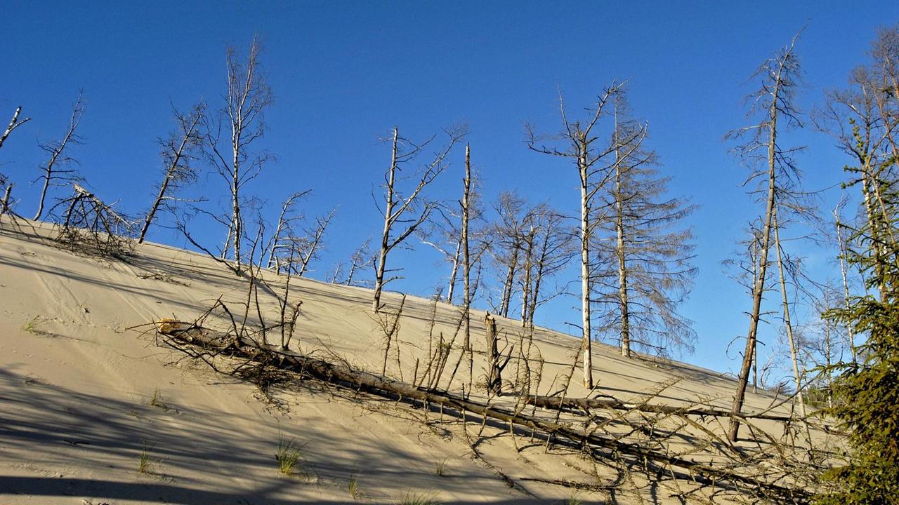 Bildnummer: 51475301 Tote Bäume auf einer Wanderdüne in Leba im Slowinzischen Nationalpark - Slowinski Park Narodowy Bildnummer: 51475301 Tote Bäume auf einer Wanderdüne in Leba im Slowinzischen Nationalpark - Slowinski Park Narodowy