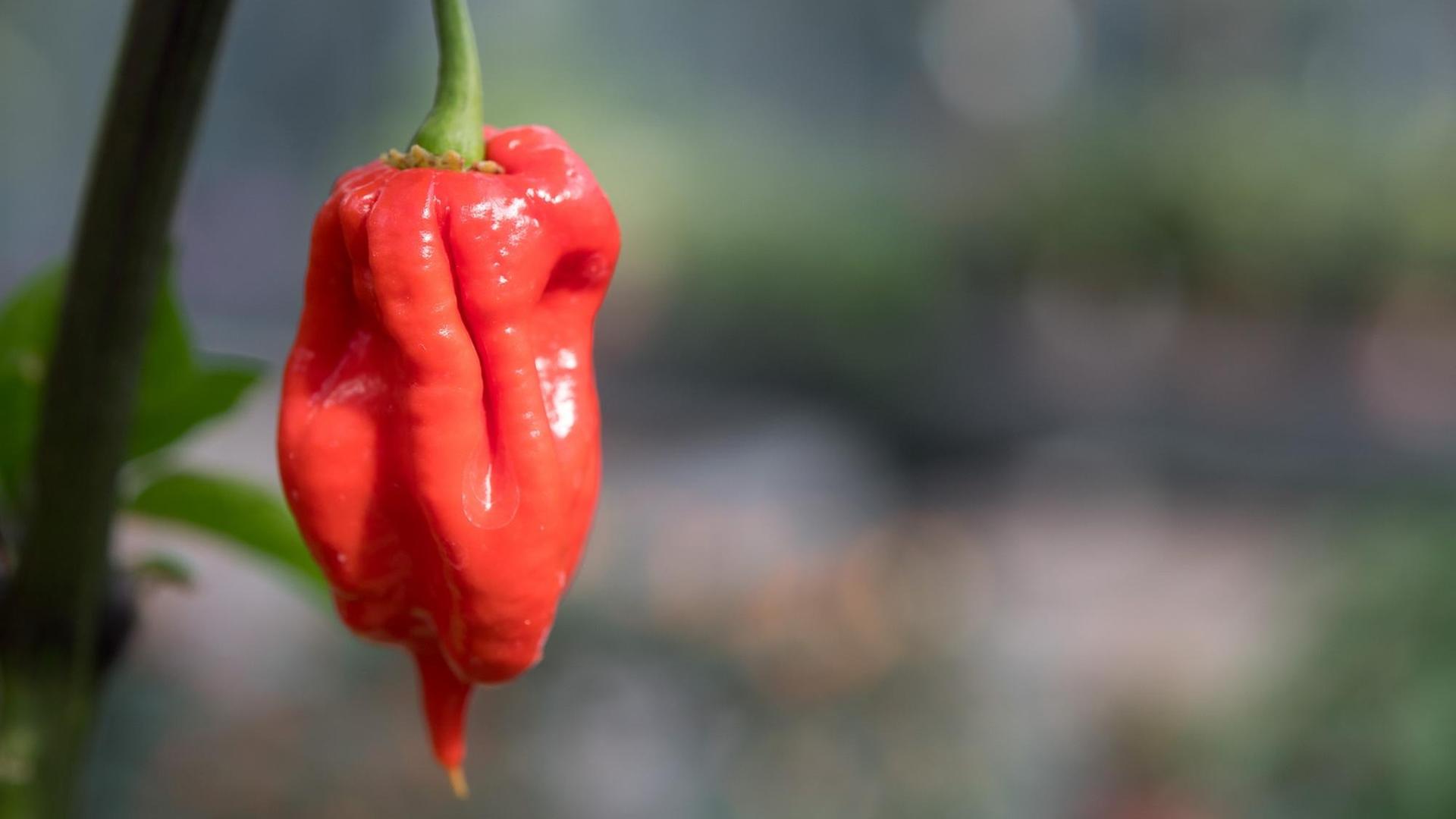 Eine "Carolina Reaper" hängt am Strauch, der Hintergrund ist verschwommen. Eine "Carolina Reaper" hängt am Strauch, der Hintergrund ist verschwommen.