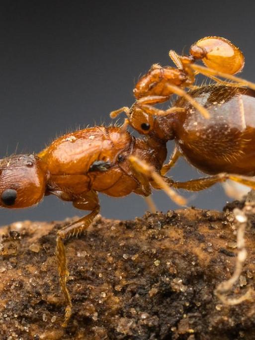 "Rodeo-Ameise" auf dem Rücken der fremden Königin - Kopf und Mundwerkzeuge passen genau für einen sicheren Klammergriff Austin, Texas, USA.