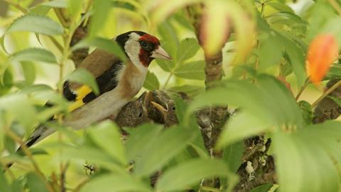 Ein Distelfink (Stieglitz) sitzt bei seinen Jungtieren im Nest