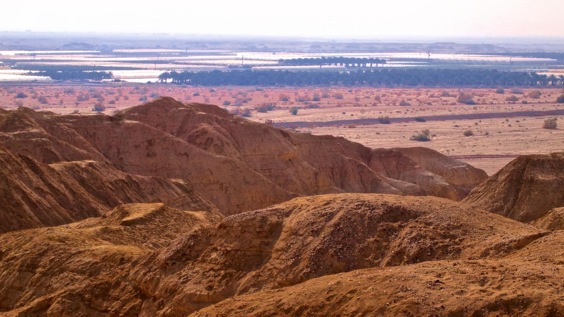 Negev-Wüste in Israel mit Palmen und Treibhäusern im Hintergrund