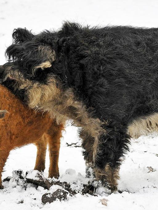 Zwei Wollschwein stehen nebeneinander im Schnee.