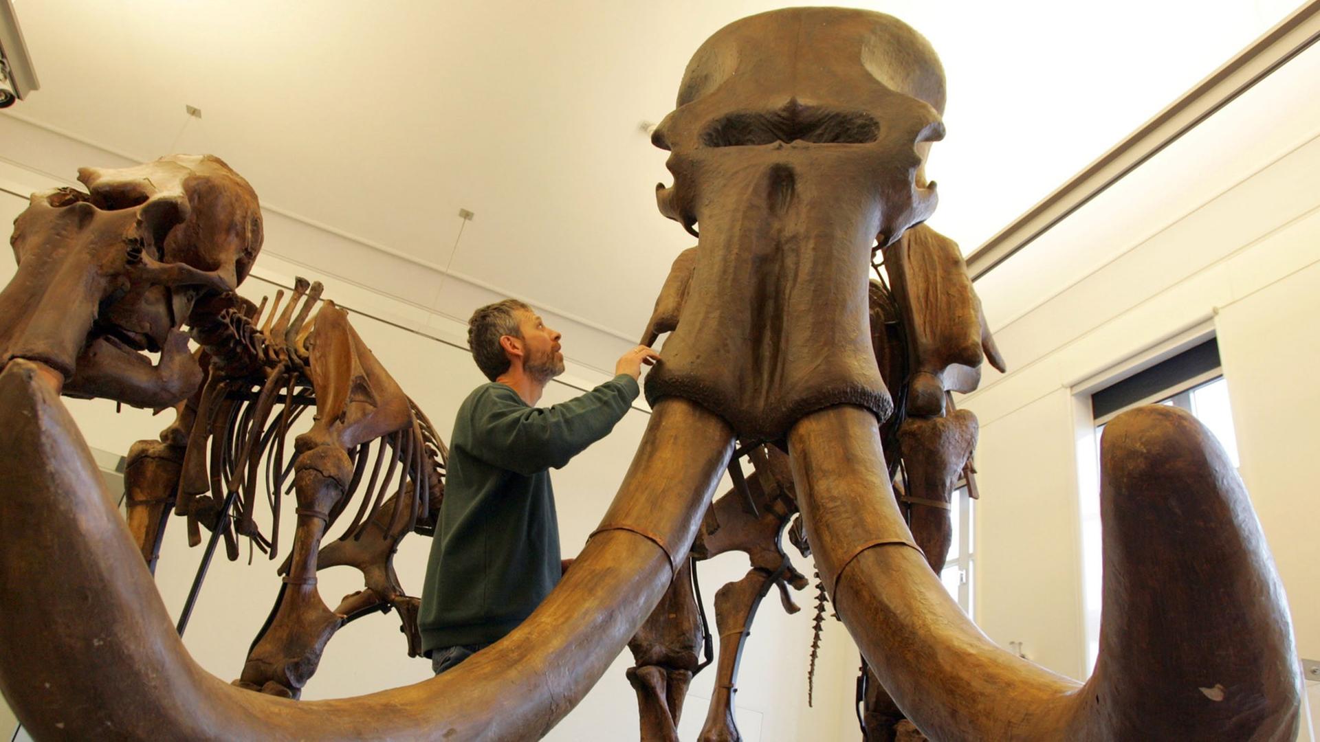 Mammut-Ausstellung in Braunschweig