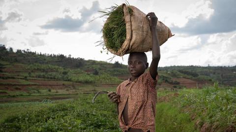 Jean Claude Niyibizi, ein Dreizehnjähriger, mit einem Sack voll geschnittenem Gras in einem Sack, den er auf dem Kopf trägt. Ruanda, 2020.