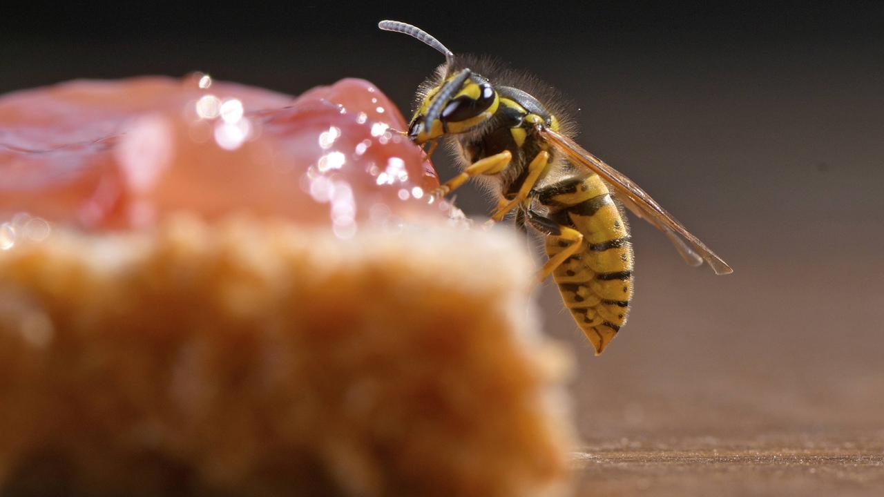 Ein Wespe (Vespinae) sucht nach Nahrung auf einem Marmeladenbrot