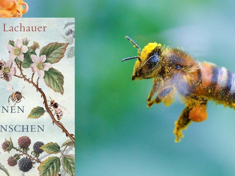Cover "Von Bienen und Menschen" von Ulla Lachauer, im Hintergrund: eine mit Pollen und Blütenstaub bepackte Biene.
