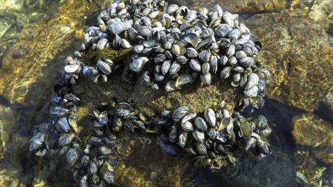 Miesmuscheln, Mytilus edulis | Verwendung weltweit