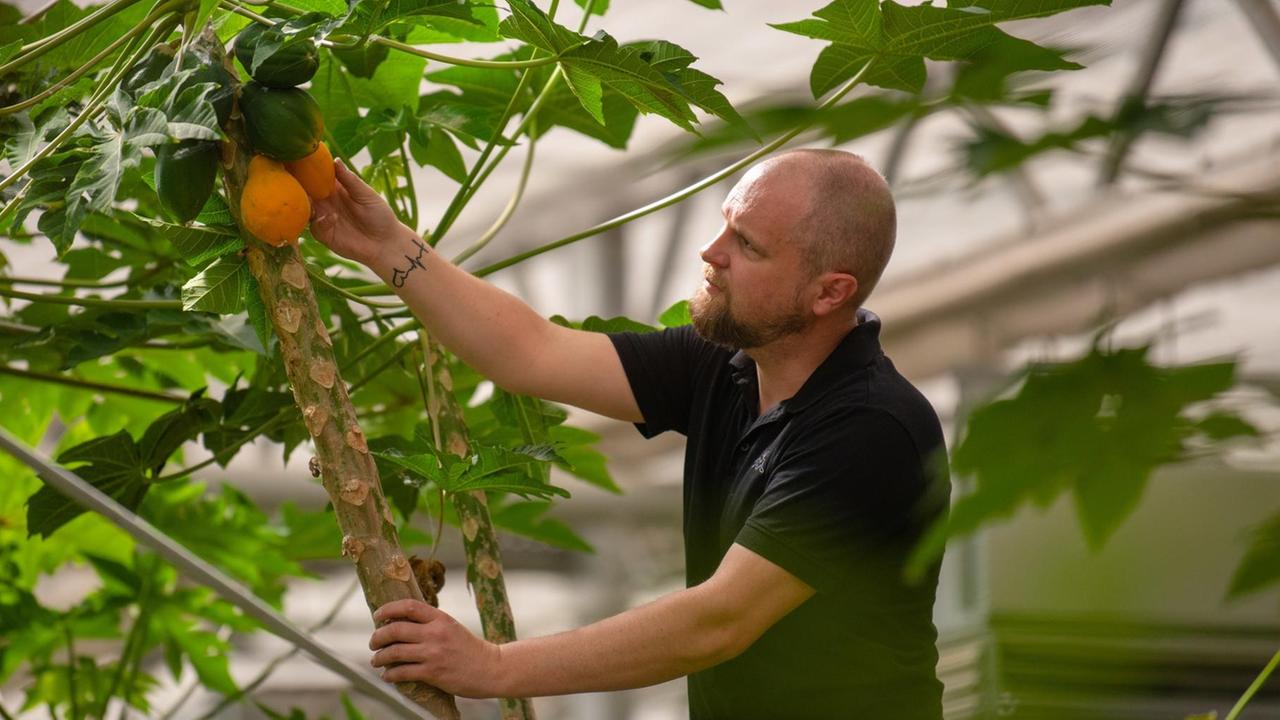 Ralf Schmitt, Wissenschaftlicher Leiter des Tropenhauses am Rennsteig, begutachtet einen der Papayabäume des Hauses.