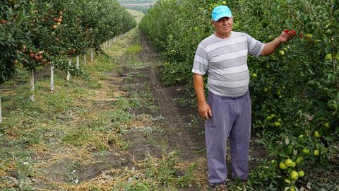 Der moldauische Obstbauer Furdoj in seiner Apfelplantage