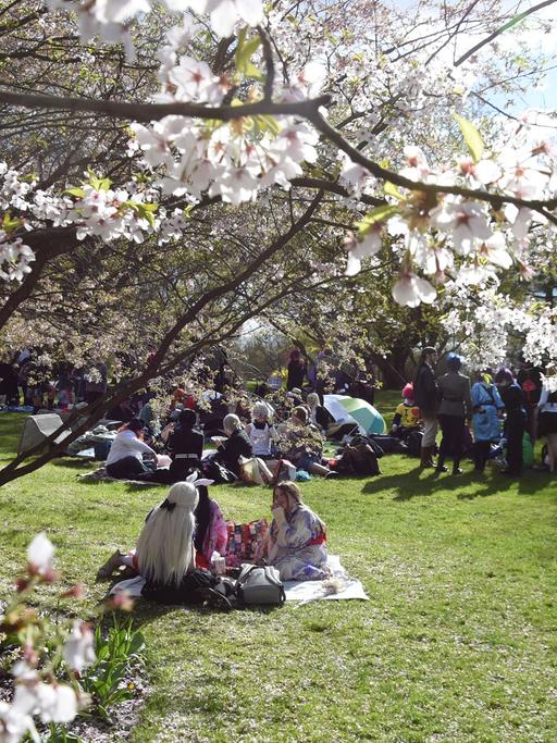 Kirschblütenfest in den Gärten der Welt in Berlin Marzahn-Hellersdorf, aufgenommen am 17.04.2016
