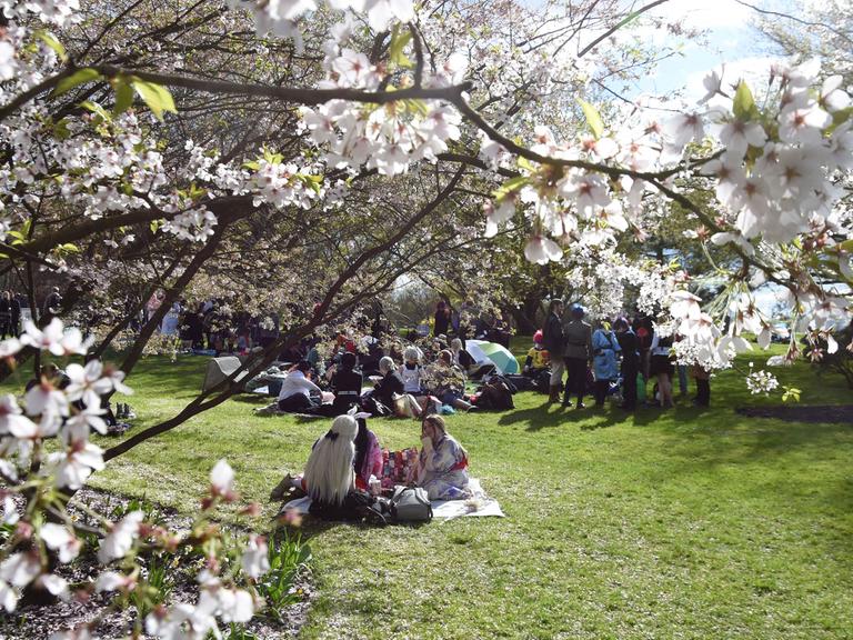 Kirschblütenfest in den Gärten der Welt in Berlin Marzahn-Hellersdorf, aufgenommen am 17.04.2016