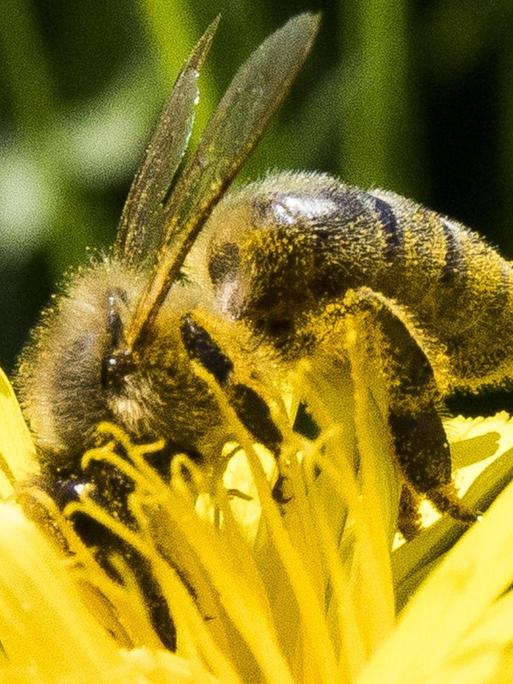 Biene sucht Nektar auf einem Löwenzahnblüte