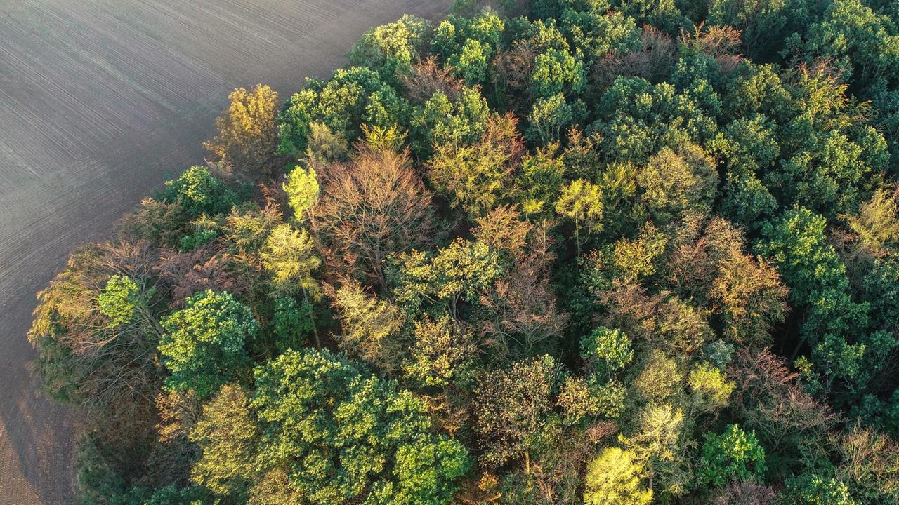 Ein Luftaufnahme eines Waldes mit herbstlich verfärbten Wipfeln an einem Feld im Landkreis Märkisch-Oderland.