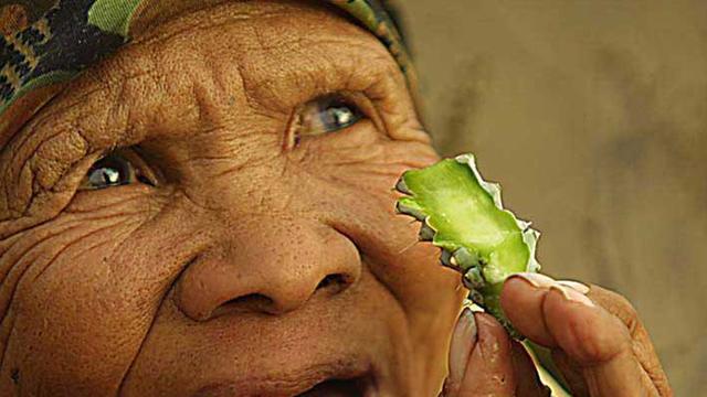 Frau mit bedrohter Hoodia-Pflanze, die als Heilmittel gegen Husten und Erkältungskrankheiten geschätzt wird.