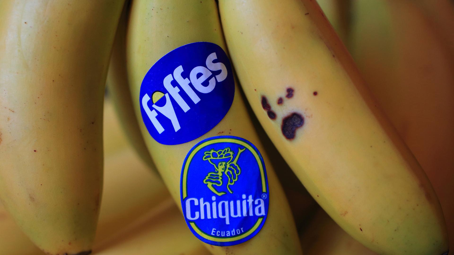 Ein Bündel Bananen, auf einer kleben die Markenzeichen des US-Bananenhändlers Chiquita und des bisherigen Konkurrenten Fyffes
