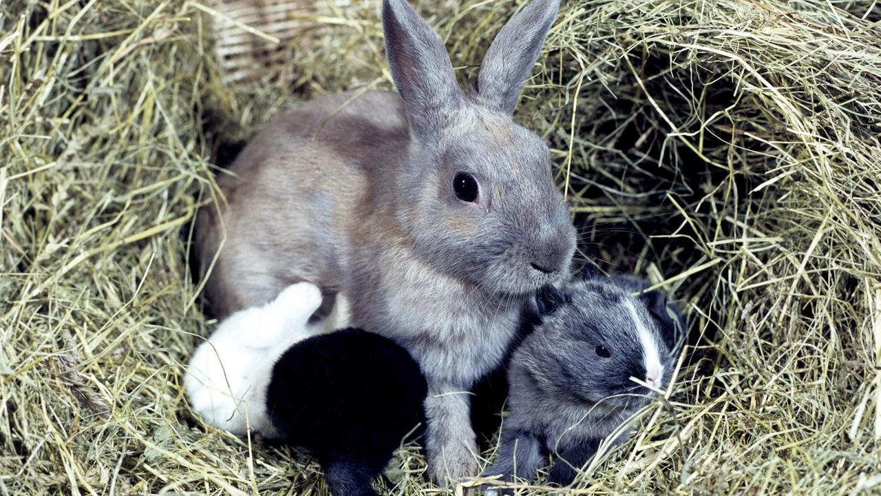 Ein Kaninchen mit drei Jungtieren im Korb
