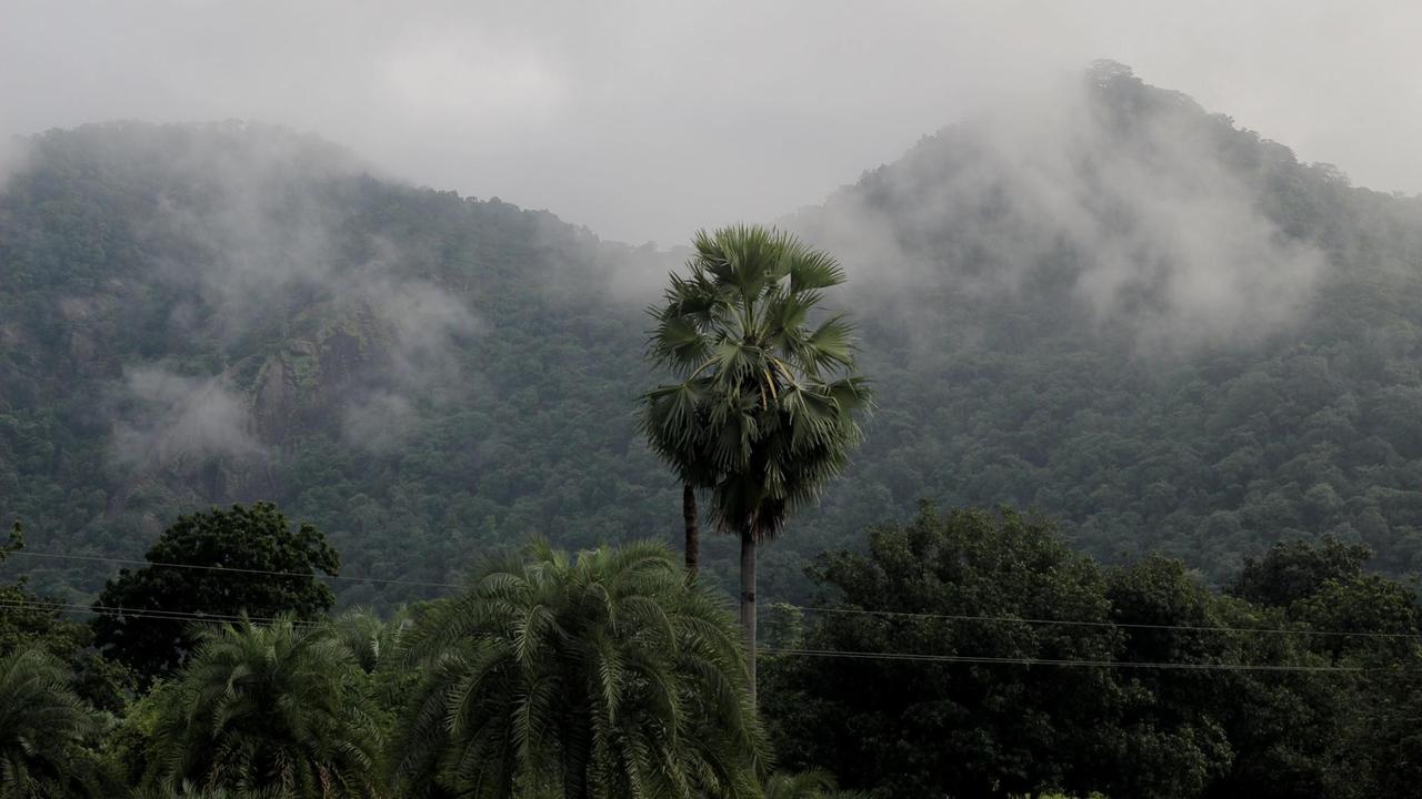 Bäume in Ostindien vor baumbewachsenen nebelverhangenen Bergen.