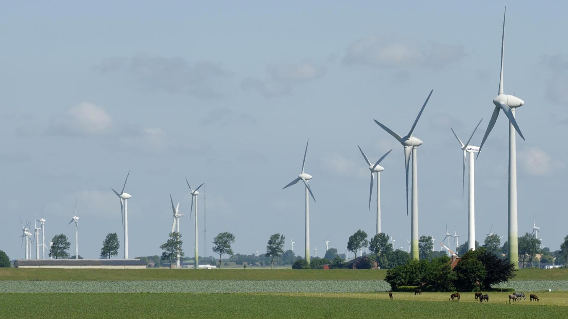 Viele Windräder stehen in der Landschaft von Dithmarschen