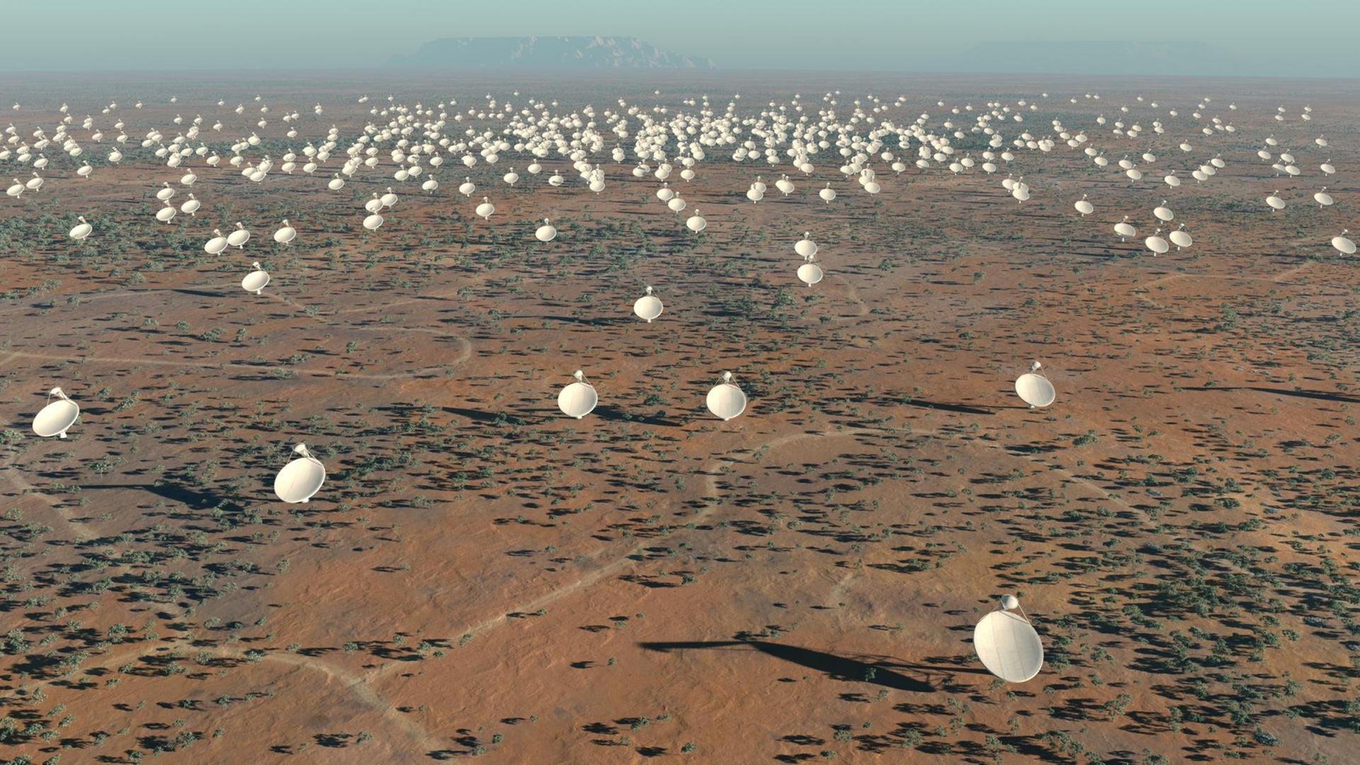 Das Radioteleskop SKA (Square Kilometre Array) wird in Südafrika und in Australien gebaut – die Datenanalyse könnte in der Lausitz erfolgen.
