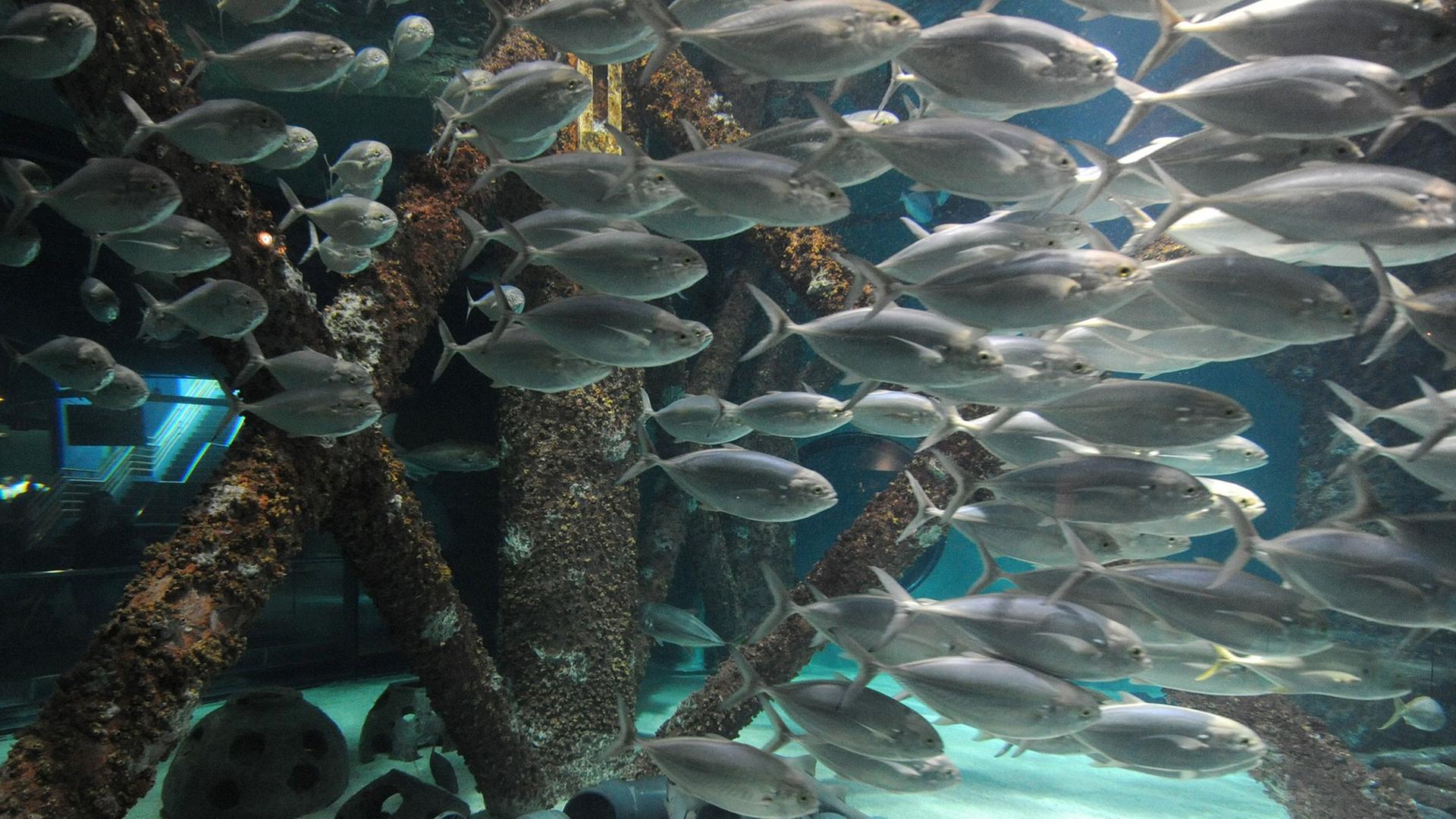 Fische im Aquarium of the Americas in New Orleans, USA